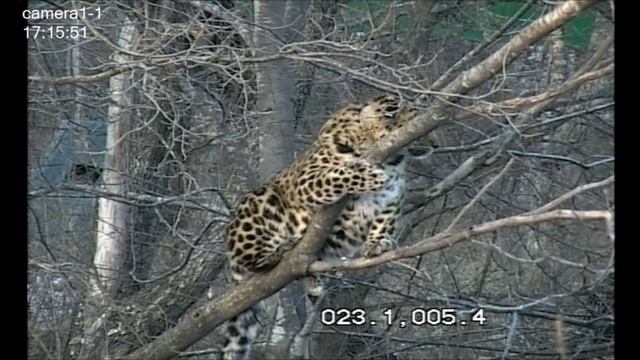Дальневосточный леопард Leo 80M на дереве/Amur leopard on the tree смотреть онлайн