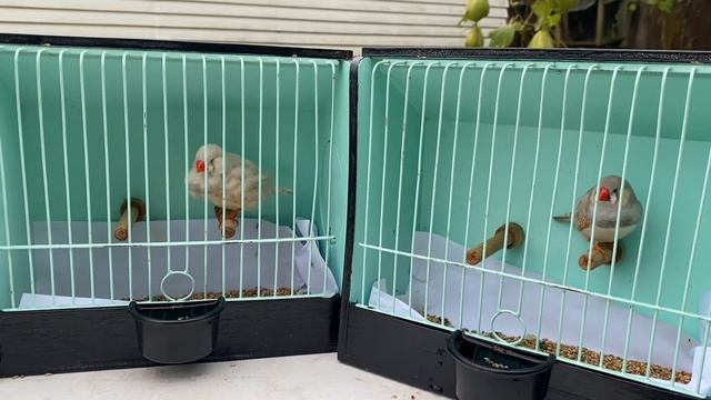 How To Join A Bird Show смотреть онлайн