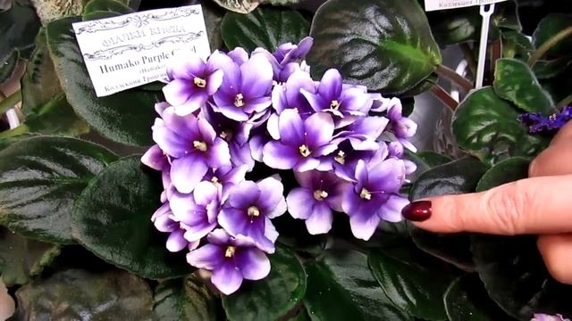 сорта фиалок 1ч смотреть онлайн