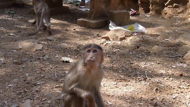 Monkey feeding, Sanjay Gandhi Park / Кормление обезьян, парк Санджая Ганди смотреть онлайн
