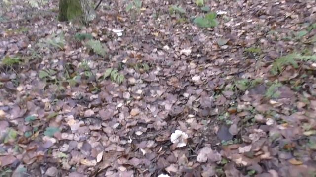 В поисках белых грибов. 6 Ноября 2018 Тихая охота продолжается. смотреть онлайн