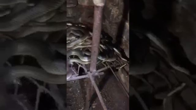 Круче фильма ужасов: семья в Анапе купила дом с десятками змей в подвале смотреть онлайн