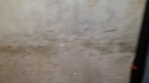 Удаление грибка со стены погреба (гараж), удивительно простой способ