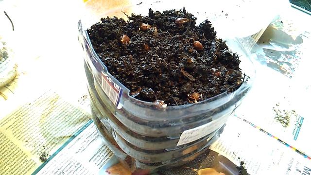 Терн или терновник или колючая слива - стратификация и посадка семян