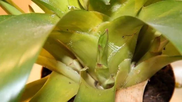 Vriesea 'Vogue' (bromeliad) offset growth timelapse смотреть онлайн