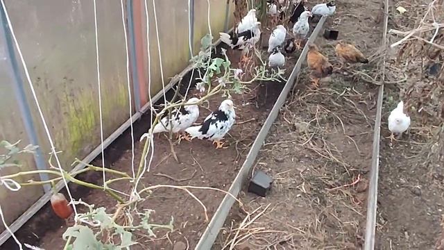 Полный обзор кур разных пород в моем хозяйстве #дела #домашние #курочки #цыплята .. смотреть онлайн