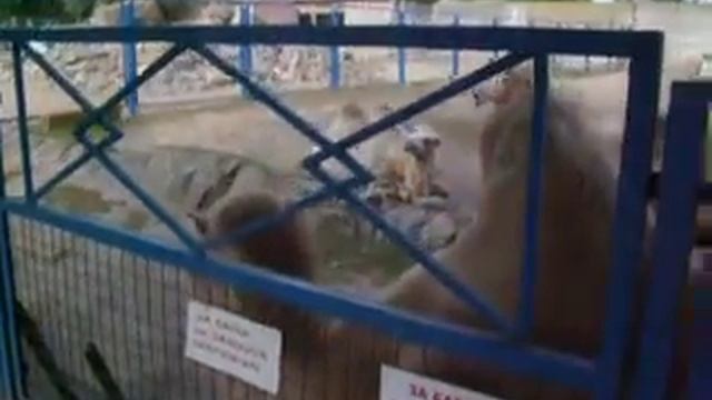 Путешествия с Домашними Питомцами