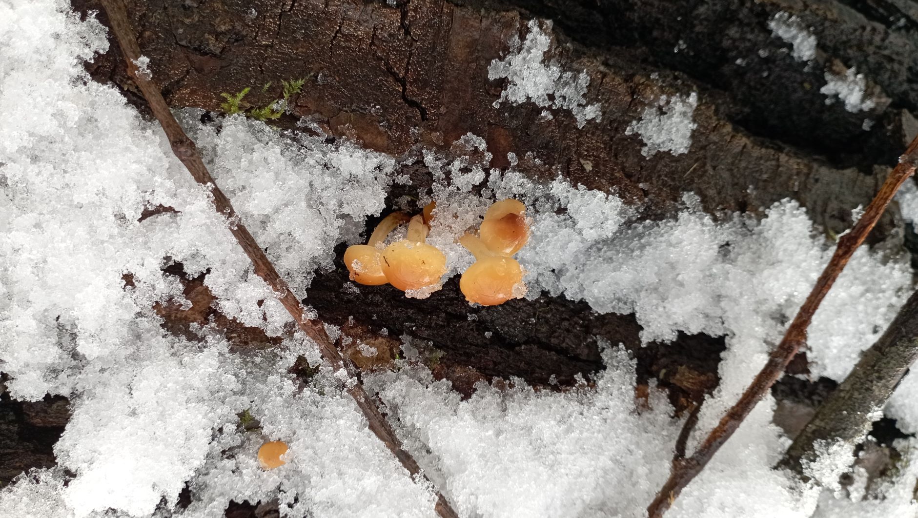 Пришёл февраль - пора в лес ЗА ГРИБАМИ!!! 3 февраля 2022 года. смотреть онлайн