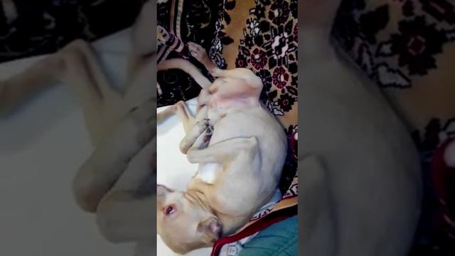 Русский той терьер ЛУ чистит зубы смотреть онлайн