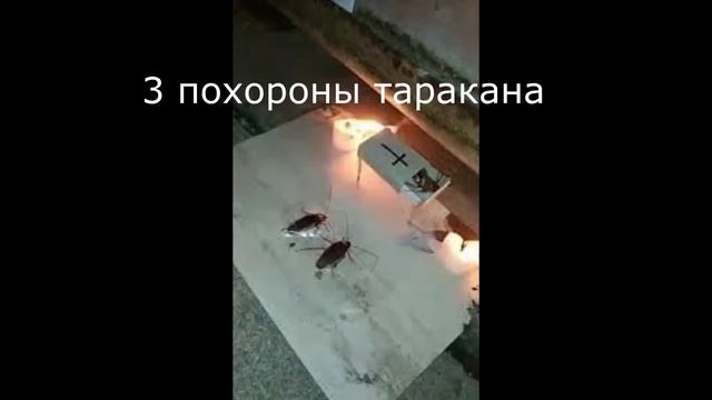 Топ 5 смешных тараканов смотреть онлайн