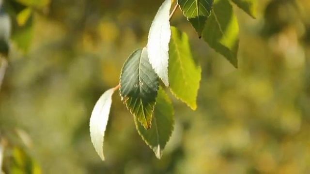 Posadite ovo sočno, mirisno, egzotično voće nećete se pokajati смотреть онлайн