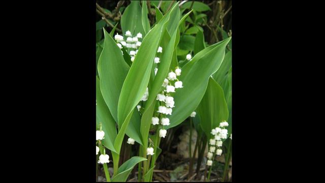 Цветы смотреть онлайн