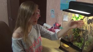 Реснитчатый Бананоед/Террариум