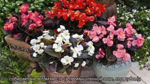 Какой нужен грунт для Бегонии — выбор и подготовка