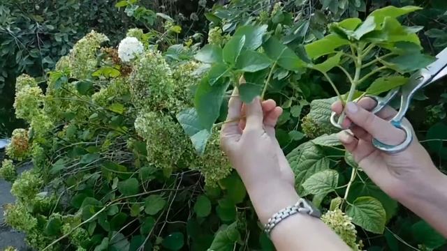 Гортензия ! Размножение и выращивание ! смотреть онлайн