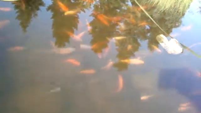 Какую рыбу держать в пруду