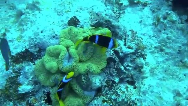 balade dans le lagon Wallisien смотреть онлайн