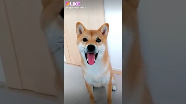 Все милые собачки смотреть онлайн