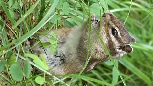 Бурундук смотреть онлайн