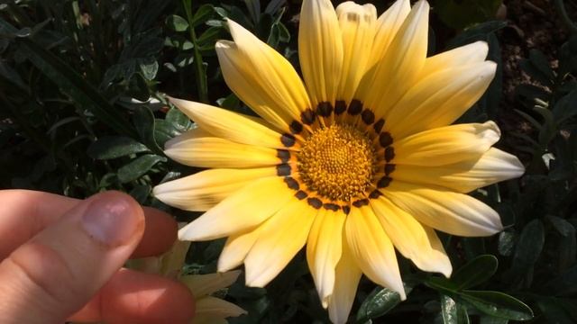 ЦЕНИ МГНОВЕНИЯ. Этот Удивительный, неповторимый мир. смотреть онлайн