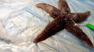 Честный обзор как высушить красную морскую звезду дома чтобы не стухла
