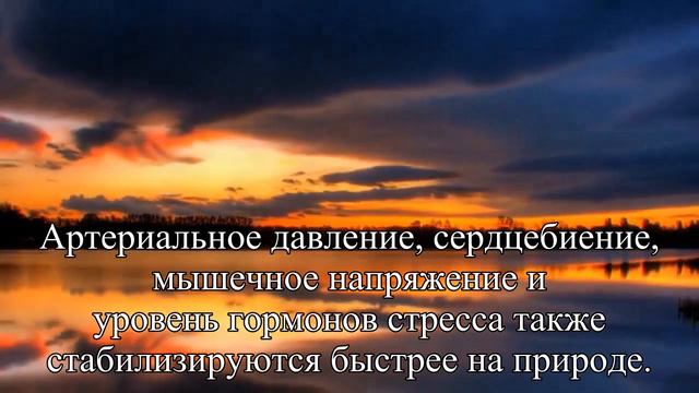 Прогулки в лесу улучшают психическое и физическое здоровье — Статья смотреть онлайн