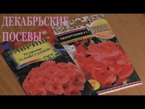 Посев пеларгонии в торфяные таблетки