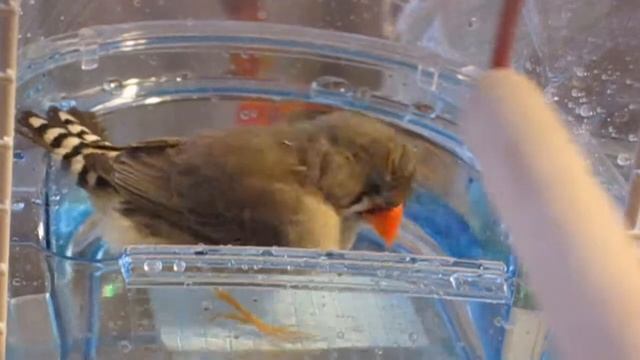 А МЫ ИДЕМ КУПАТЬСЯ. Зебровые амадины. Экзотические птицы. The Zebra Finches. Finch Bird