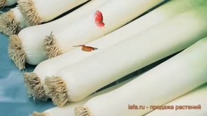 Лук порей Карантанский (karantanskiy) ? лук Карантанский обзор: как сажать семена лука Карантанский