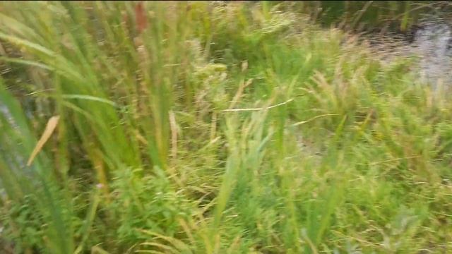 Продолжаем искать золотые самородки в воде,но не всегда удачно. смотреть онлайн