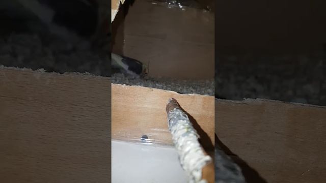 Самец кореллы высиживает яйца