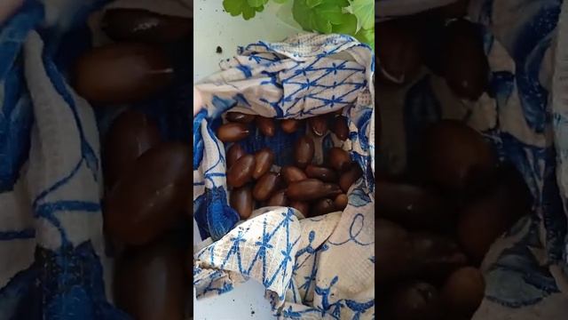 Как и зачем собирать жёлуди? смотреть онлайн