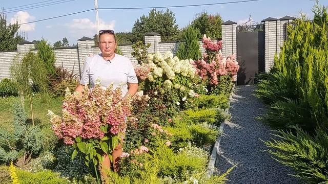 Гортензия Пинки Винки | Обзор сорта гортензии Пинки Винки | Как различать гортензии меняющие цвет смотреть онлайн
