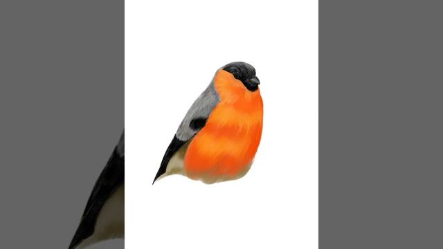 Digital art painting in Procreate Bird Bullfinch смотреть онлайн