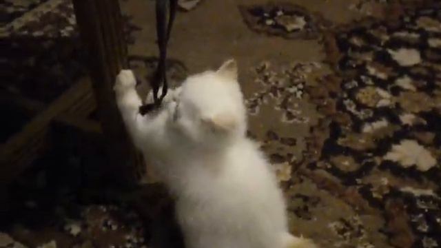 кошечка экзот.AVI смотреть онлайн