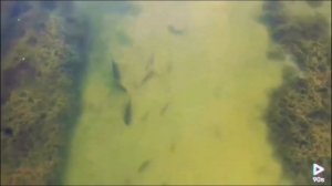 Засекли гигантскую рыбу в реке Припять. Припять 2021