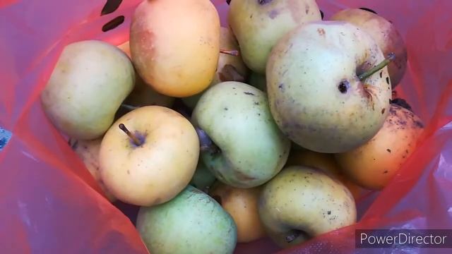 Сделала покупки и получила деньги и подарки. Покупка продуктов на неделю Алматы Бонусы от Каспибан смотреть онлайн