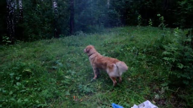 Линка в лесу смотреть онлайн