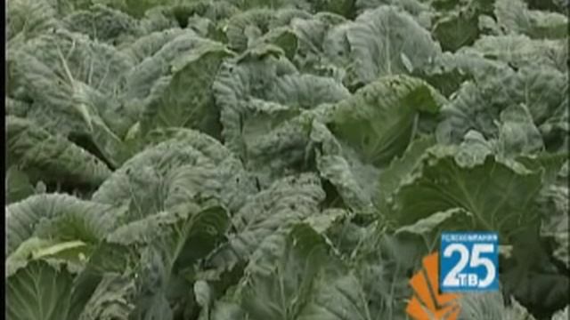 Как сажать картошку правильно смотреть онлайн