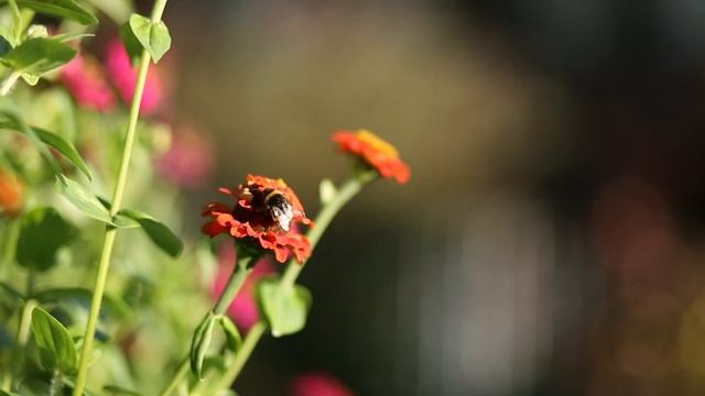 Canon 6D | 85mm f 1.8 Video смотреть онлайн
