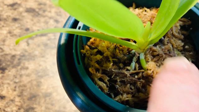 Phalaenopsis speciosa seedling смотреть онлайн