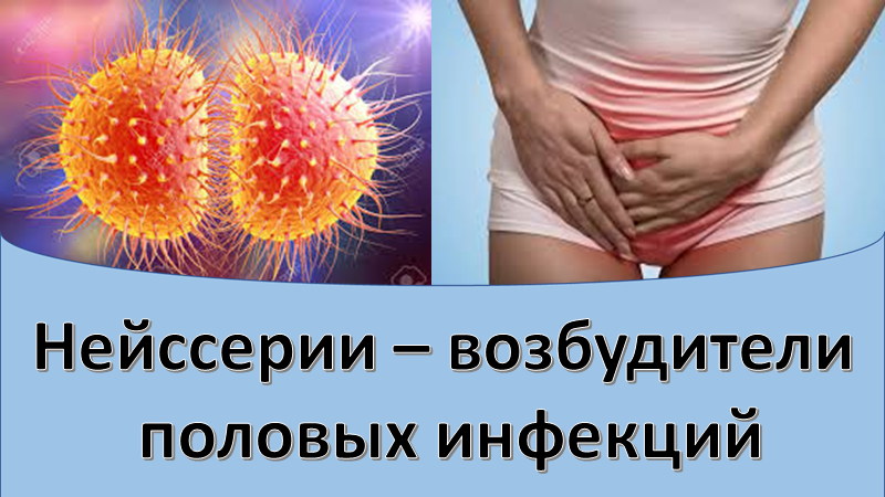 Нейссерии - возбудители урогениатальных инфекций смотреть онлайн