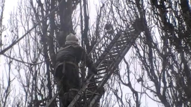 Спасение кота на дереве.