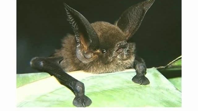 Животные рукокрылые смотреть онлайн