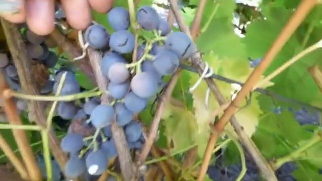 Растрескивание ягод винограда. смотреть онлайн