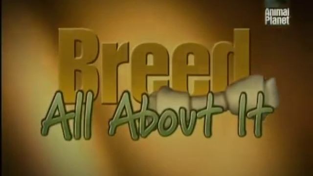 Animal planet Все о собаках 1BBC RU 21 Американская Акита смотреть онлайн