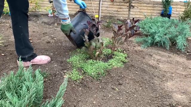 Вейгела. Обрезка вейгелы осенью. Подготовка кустарника вейгела к зиме. смотреть онлайн