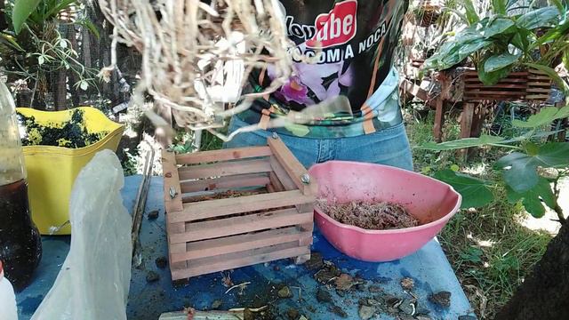 orquídea Dendrobium Thyrsiflorum plantando e rega смотреть онлайн