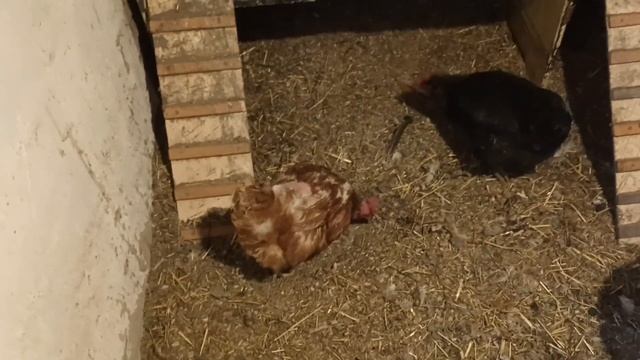 Расклёв яиц, как прекратить. Действующий метод.