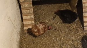 Расклёв яиц, как прекратить. Действующий метод.